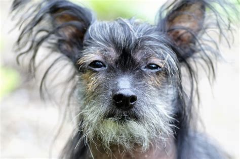 5 Ugly Dog Breeds You Need to See With Pictures, Characteristics & Facts