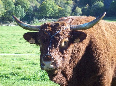 Taureau Reproducteur Salers Cantal