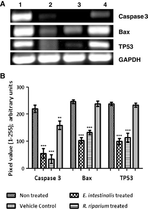 Gene Expression Profiles Of Caspase 3 Bax Tp53 Gapdh In Hela Cells