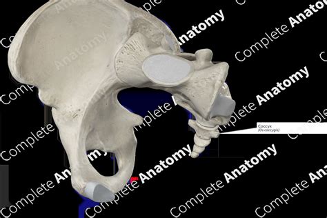 Coccyx | Complete Anatomy