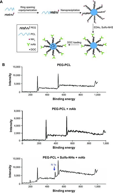 Synthesis Of Doc Peg Pcl Mab Nps And Xps Spectrum Results Notes A