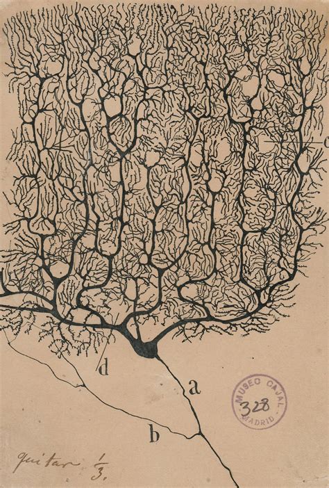 The Beautiful Brain The Drawings Of Santiago Ram N Y Cajal Drawing