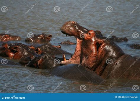 Hippo Yawning stock image. Image of reserve, south, africa - 1624645