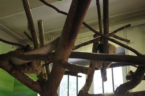 La Ménagerie Du Jardin Des Plantes Le Plus Vieux Zoo De Paris