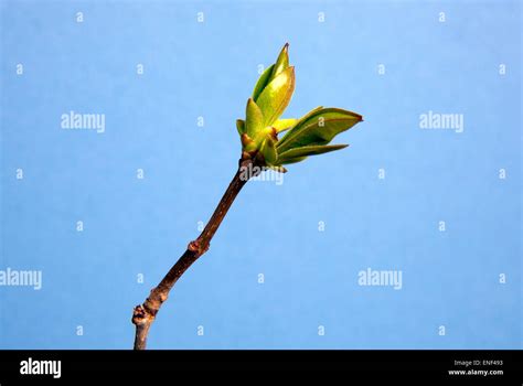 Close Up Of Pussy Willow Branch At Bloom In Spring Stock Photo Alamy