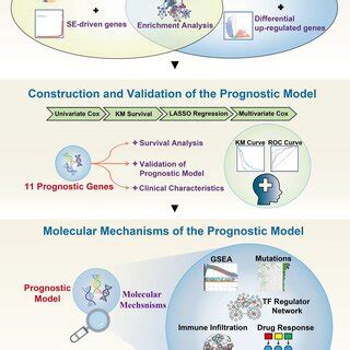 Workflow Of Mechanistic Insights Into The Prognostic Model Based On