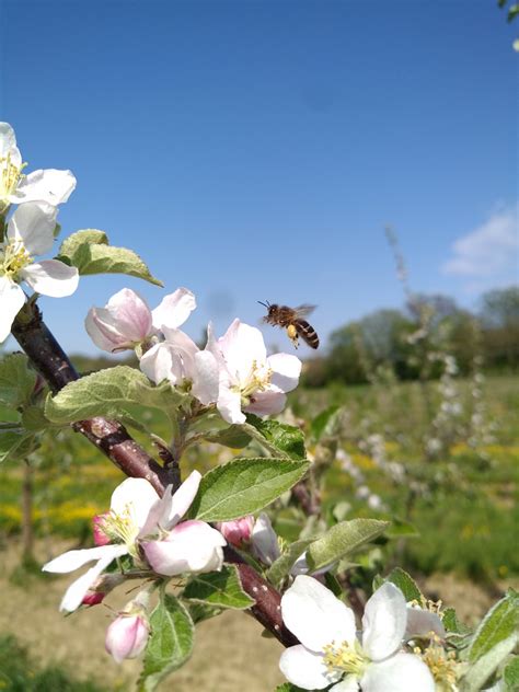 Pomme Melrose Formats Ferme De La P Rouze Locavor Fr