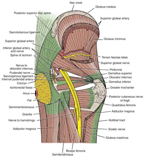 Sciatic foramina