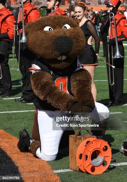 Benny Beaver Photos and Premium High Res Pictures - Getty Images