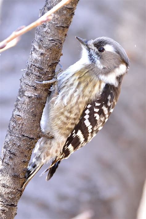 Japanese Pygmy Woodpecker Tandongcheon River Flickr