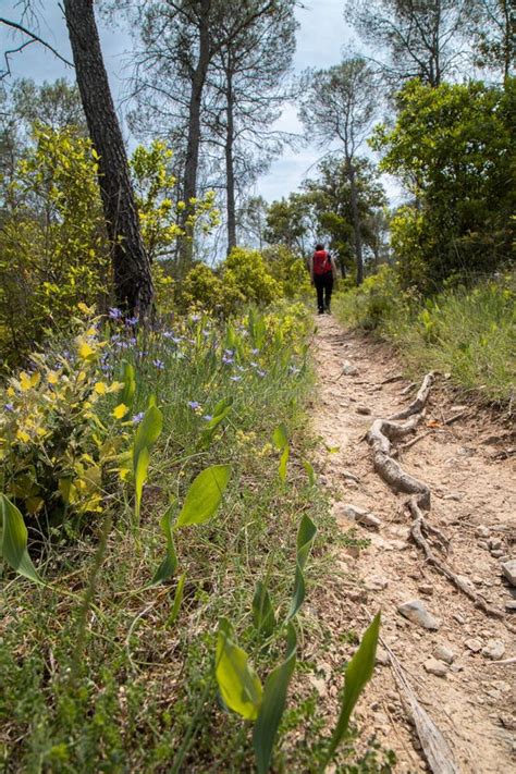 Vertical Shot Of The Narrow Dirt Path With A Walking Person Surrounded