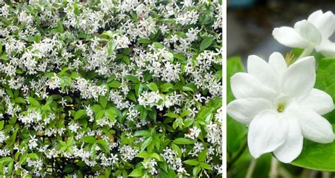 Arabian Jasmine Jasminum Sambac Mygardenlife Fragrant Garden