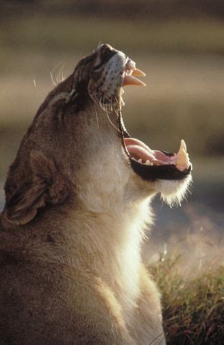 A Lion Yawns With Its Mouth Wide Open