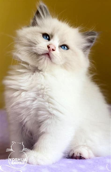 Yo Soy Ragdoll Blue Bicolor Gatitos Adorables Gatos Animales