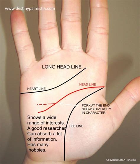 Does A Long Head Line Show Intelligence Destiny Palmistry Palm