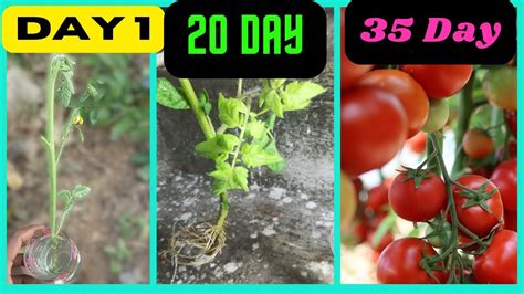 Grow Tomato Plant In Water From Cutting Propagate And Root Tomatoes 100 Success Youtube