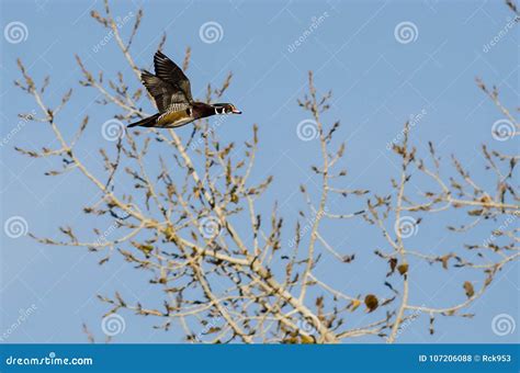 Wood Duck Flying Past the Autumn Trees Stock Photo - Image of white ...