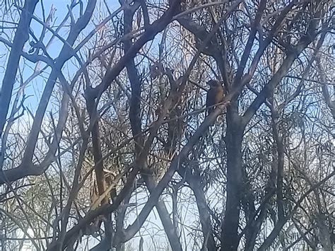 Golden Billed Saltator From Puerto Madero Caba Argentina On June