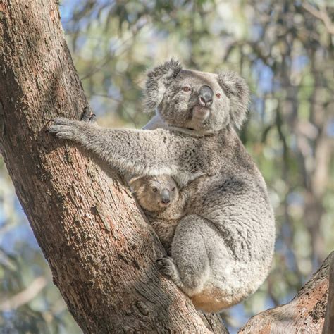 Adopt a Koala and Joey