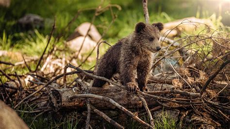 Fonds d ecran Ours Ours brun Petits Branche Animaux télécharger photo