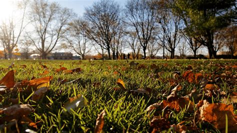 How To Prepare Your Lawn For The Fall Snappy S Outdoor Equipment