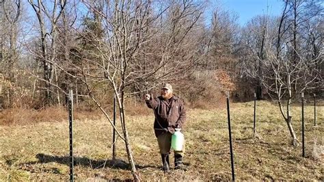 Spraying Fruit Trees 2nd Application Of Dormant Oil Spray Youtube