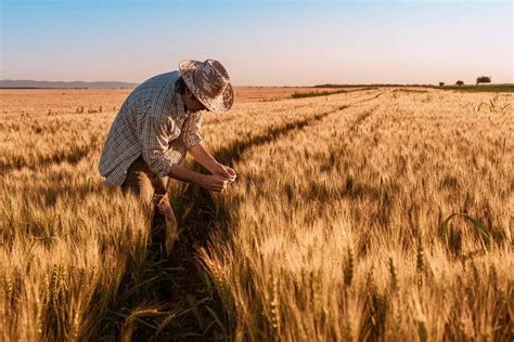 ¿cómo Se Cosecha El Trigo