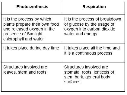 Comparison Between Photosynthesis and Respiration - LisasrMack