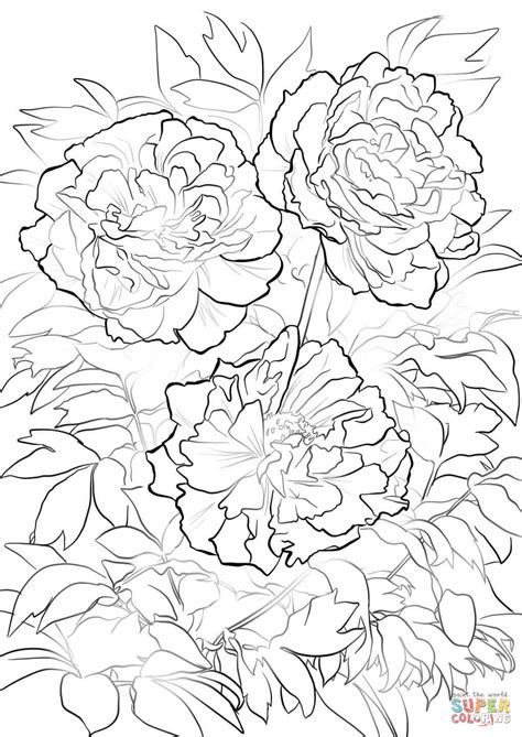 Moutan or Tree Peony coloring page | Free Printable Coloring Pages