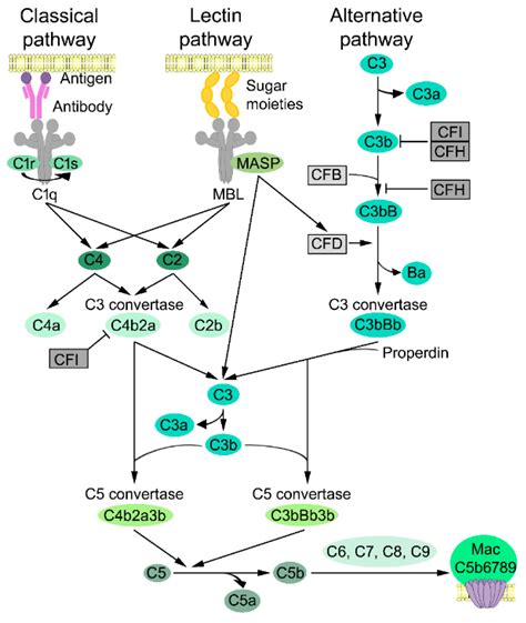 Complement System In Cutaneous Squamous Cell Carcinoma