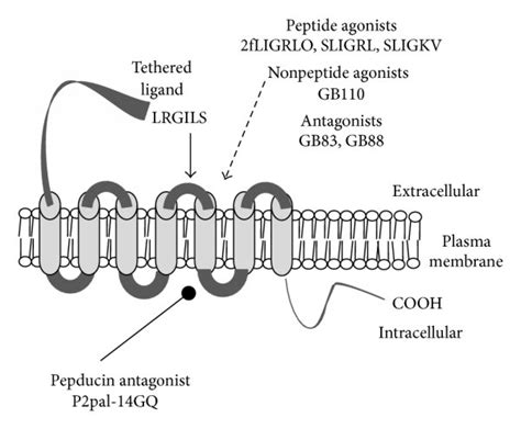 Activation Of Protease Activated Receptor 2 A Par2 Is A