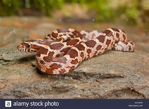 Corn Snake Pantherophis Guttatus Guttatus High Resolution Stock