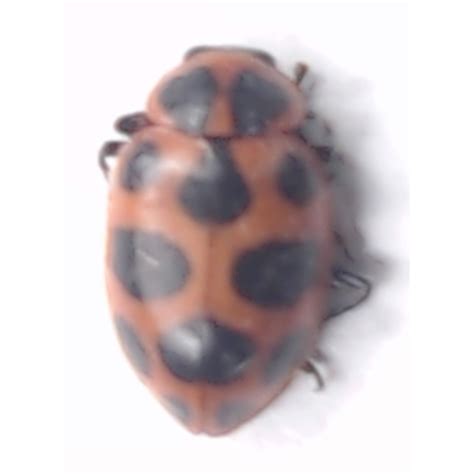 - Spotted Pink Lady Beetle #Coleomegilla maculata lengi