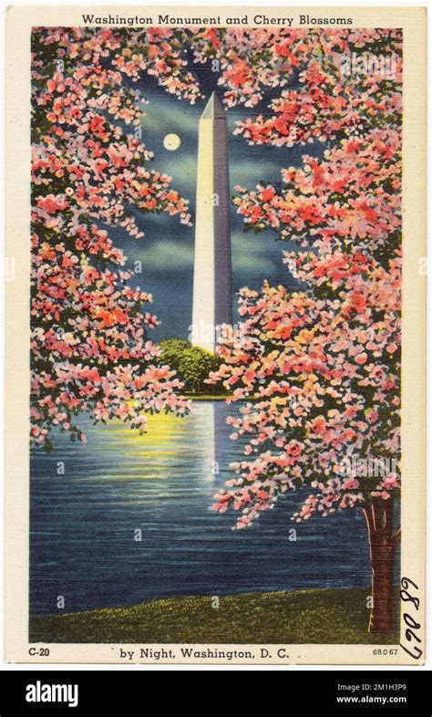 Washington Monument And Cherry Blossoms By Night Washington D C