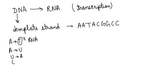 SOLVED: DNA to RNA Use the DNA template strand below to simulate ...