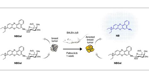 Beta Galactosidase Mechanism