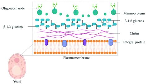 Conformation of the yeast cell wall. The cell wall is the largest, most ...