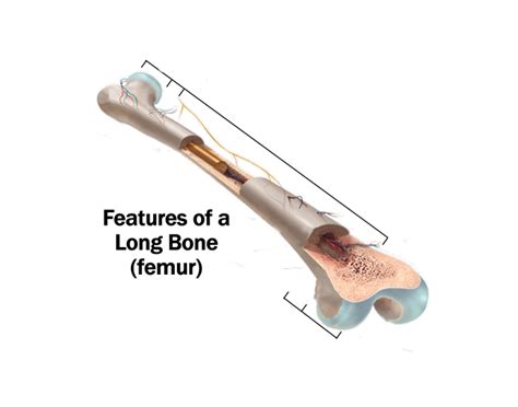 Features of a Long Bone Quiz