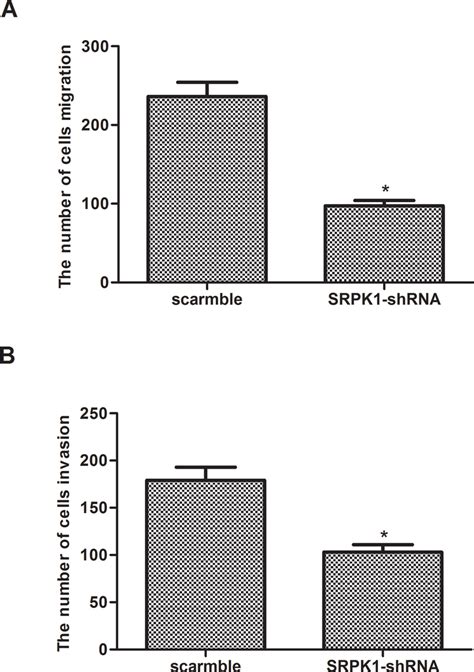 Knockdown Of Srpk Inhibits Rcc Cell Migration And Invasion Caki