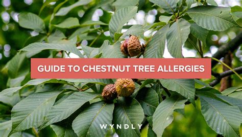 Chestnut Tree Allergy Cause, Symptoms, Treatment 2025 & Wyndly 