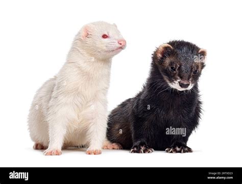 Two Ferrets Standing Together Isolated On White Stock Photo Alamy