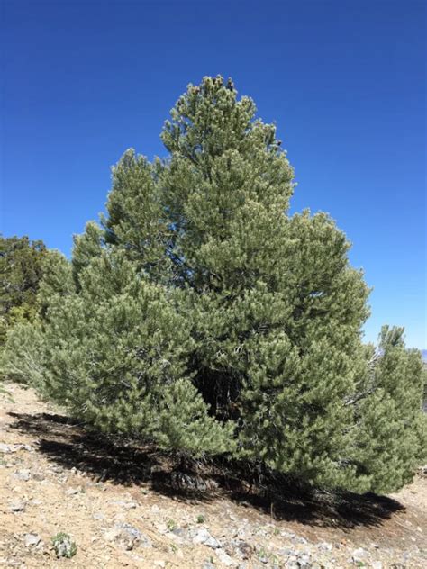 Pi On Pine Pinus Monophylla Small Tree Seedling