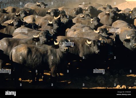 Italian water buffalo hi-res stock photography and images - Alamy