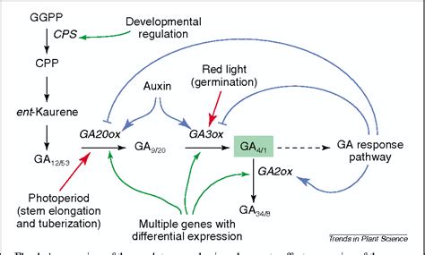 Figure 4 From Gibberellin Metabolism New Insights Revealed By The