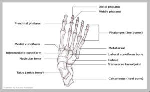 Diagram Of Human Foot Image | Anatomy System - Human Body Anatomy diagram and chart images