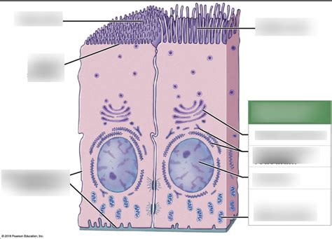 Epithelial Tissue Diagram Quizlet