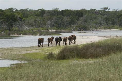 Wild Horses At Shackleford Banks