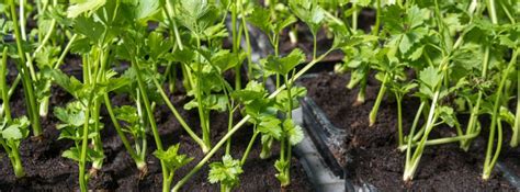 Las Mejores Plantas Para Tener En La Cocina Canalhogar