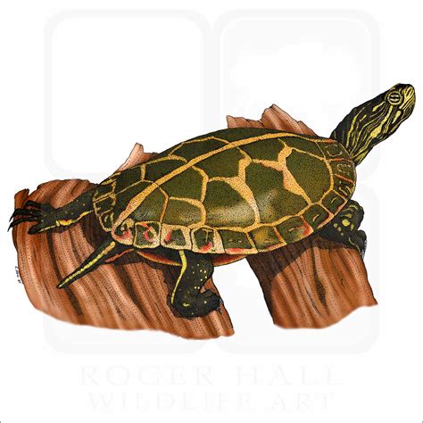 Southern Painted Turtle - Signed Fine Art Print