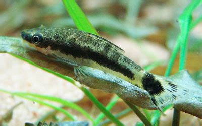 Otocinclus Catfish Breeding Guide - AquariumNexus